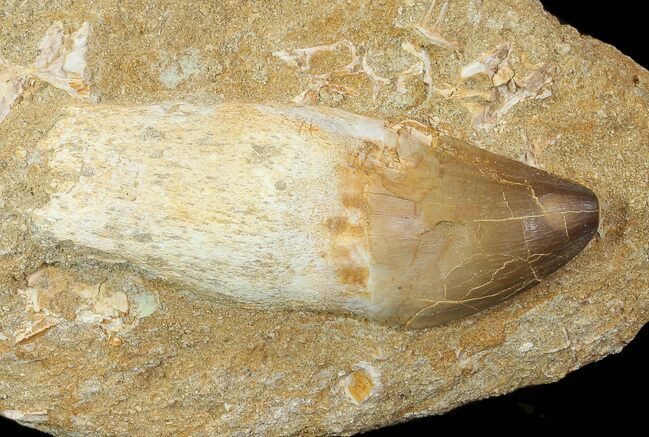 Mosasaur (Prognathodon) Rooted Tooth In Rock - Nice Tooth #66525